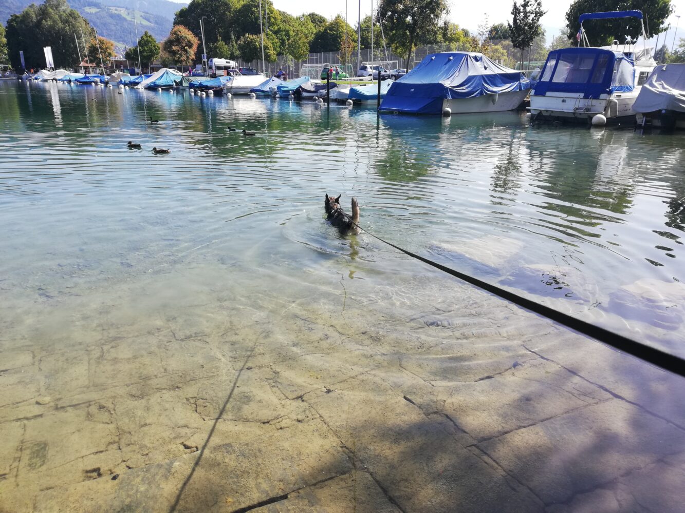 Thunersee, Thun