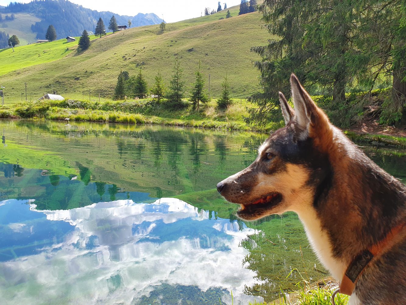 Blauseeli, Diemtigen